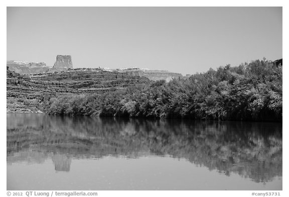 Trees on the shore of Colorado River. Canyonlands National Park (black and white)