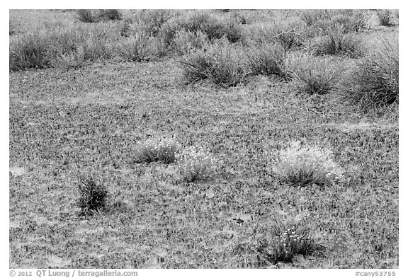 Cryptobiotic soil, desert flowers and shrubs. Canyonlands National Park (black and white)