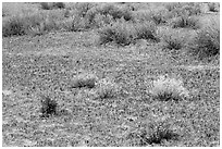 Cryptobiotic soil, desert flowers and shrubs. Canyonlands National Park, Utah, USA. (black and white)