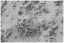 Desert shrub and cryptobiotic soil. Canyonlands National Park, Utah, USA. (black and white)