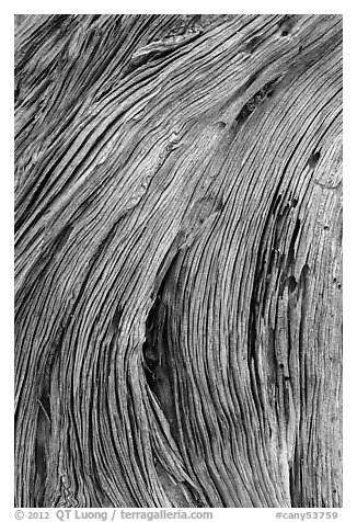 Close-up of juniper bark. Canyonlands National Park (black and white)