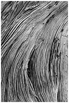 Close-up of juniper bark. Canyonlands National Park, Utah, USA. (black and white)