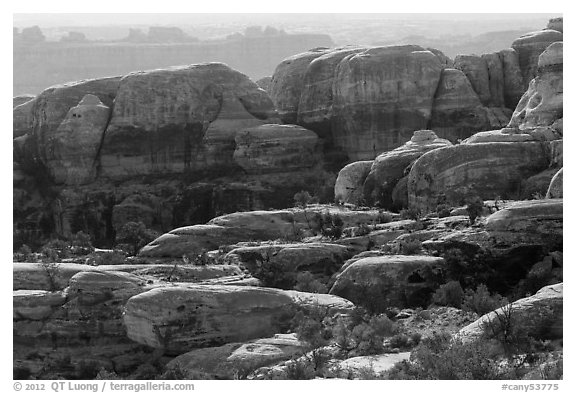 Rocks and trees, Maze District. Canyonlands National Park (black and white)