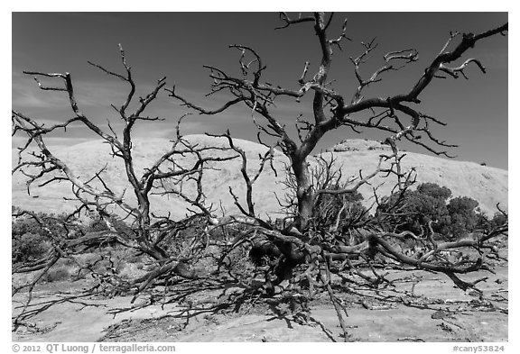 Dead juniper trees and Whale Rock. Canyonlands National Park (black and white)