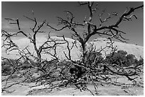 Dead juniper trees and Whale Rock. Canyonlands National Park ( black and white)