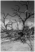 Tree skeletons and Whale Rock. Canyonlands National Park, Utah, USA. (black and white)