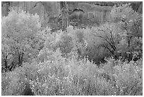 Autumn color in Horseshoe Canyon. Canyonlands National Park ( black and white)