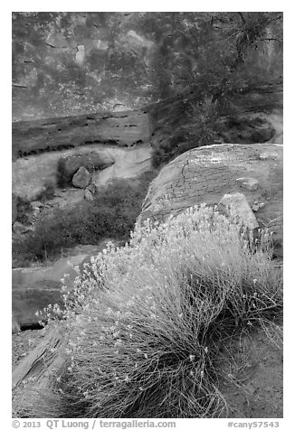 Blooming sage and rock walls in the Maze. Canyonlands National Park (black and white)