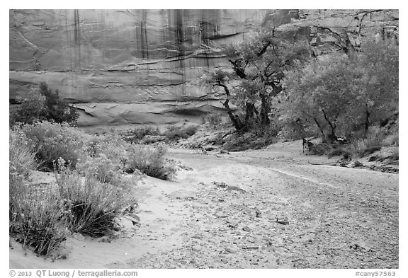 Sage and cottonwoods bordering dry wash, Horseshoe Canyon. Canyonlands National Park (black and white)