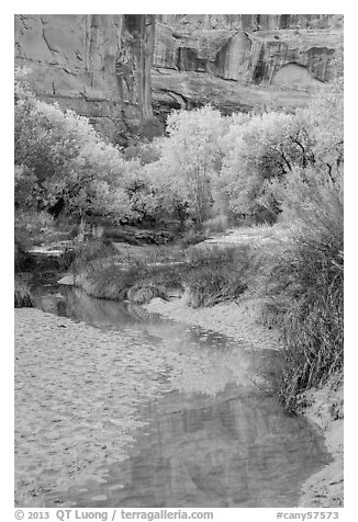 Cottonwoods in fall foliage reflected in creek, Horseshoe Canyon. Canyonlands National Park (black and white)