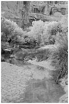 Cottonwoods in fall foliage reflected in creek, Horseshoe Canyon. Canyonlands National Park ( black and white)