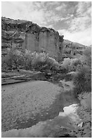 Creek, cottonwood trees in fall foliage, and cliffs, Horseshoe Canyon. Canyonlands National Park ( black and white)