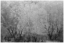 Cottonwood trees with various stage of fall foliage, Horseshoe Canyon. Canyonlands National Park ( black and white)