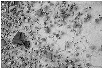 Ground close-up of clay with rocks and petrified wood, Orange Cliffs Unit, Glen Canyon National Recreation Area, Utah. USA (black and white)