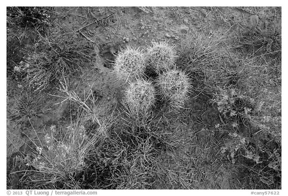 Ground close-up, cactus and wildflowers, Maze District. Canyonlands National Park (black and white)