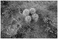 Ground close-up, cactus and wildflowers, Maze District. Canyonlands National Park, Utah, USA. (black and white)