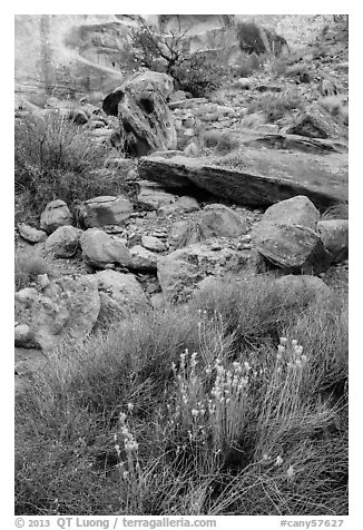 Wildflowers and rocks, the Maze. Canyonlands National Park (black and white)