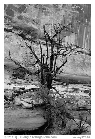 Juniper against canyon walls, Maze District. Canyonlands National Park (black and white)