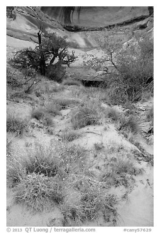 Wildflowers, trees, and canyon walls. Canyonlands National Park (black and white)