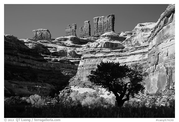 Trees below the Chocolate Drops, Maze District. Canyonlands National Park (black and white)
