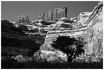 Trees below the Chocolate Drops, Maze District. Canyonlands National Park, Utah, USA. (black and white)