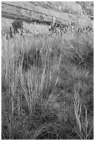 Paintbrush and tall grasses in canyon. Canyonlands National Park, Utah, USA. (black and white)