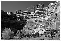 Cottonwoods, canyon walls, and Chocolate Drops. Canyonlands National Park ( black and white)