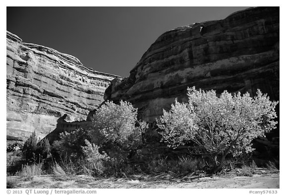 Cottonwoods is various fall foliage stages in Maze canyon. Canyonlands National Park (black and white)