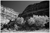 Cottonwoods is various fall foliage stages in Maze canyon. Canyonlands National Park ( black and white)