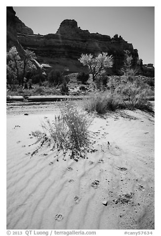 Sand ripples and animal tracks, Maze District. Canyonlands National Park (black and white)