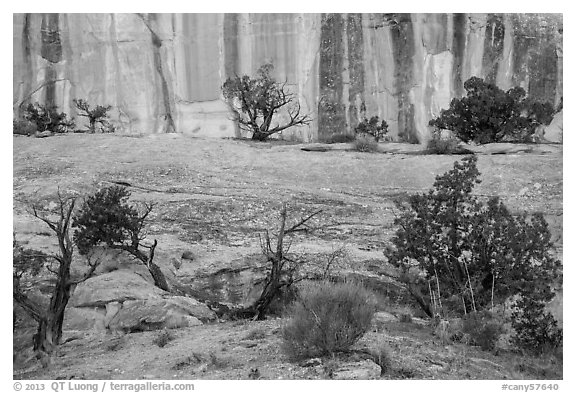 Junipers and rock walls, the Maze. Canyonlands National Park (black and white)