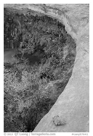 Alcove with pool and hanging vegetation, Maze District. Canyonlands National Park (black and white)