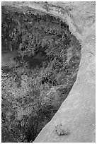 Alcove with pool and hanging vegetation, Maze District. Canyonlands National Park ( black and white)