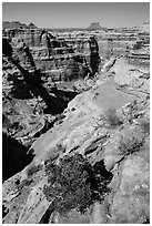 Maze canyons and Eckert Butte. Canyonlands National Park ( black and white)