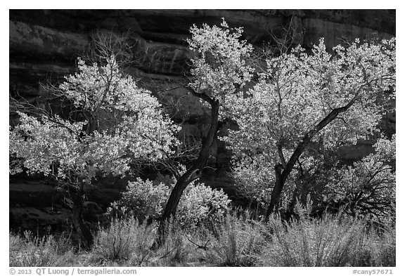 Cottonwood trees in autumn color in the Maze. Canyonlands National Park (black and white)