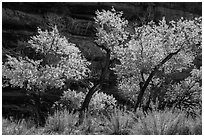 Cottonwood trees in autumn color in the Maze. Canyonlands National Park ( black and white)