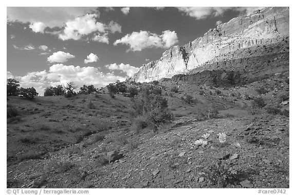 Wildflowers Waterpocket Fold, and clouds. Capitol Reef National Park, Utah, USA.