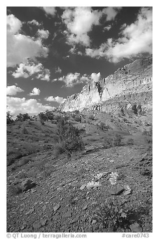 Wildflowers and Waterpocket Fold cliffs, afternoon. Capitol Reef National Park (black and white)