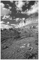 Wildflowers and Waterpocket Fold cliffs, afternoon. Capitol Reef National Park ( black and white)
