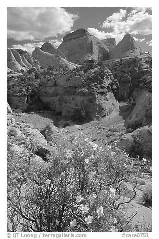 Wildflowers above Capitol Gorge. Capitol Reef National Park, Utah, USA.