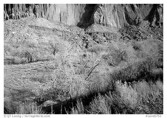 Sandstone cliffs and desert cottonwoods in winter. Capitol Reef National Park (black and white)