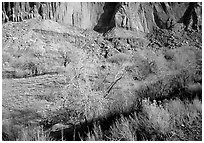 Sandstone cliffs and desert cottonwoods in winter. Capitol Reef National Park, Utah, USA. (black and white)
