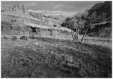 Castle Meadow and Castle, late autum morning. Capitol Reef National Park ( black and white)