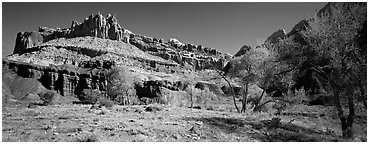 Cottonwoods in spring and Castle rock formation. Capitol Reef National Park (Panoramic black and white)
