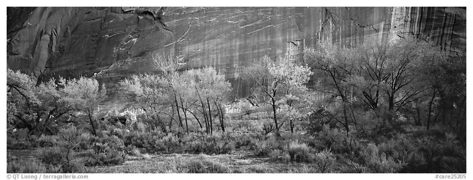 Sagebrush, trees and cliffs with desert varnish. Capitol Reef National Park (black and white)