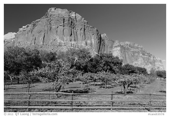 Fruita orchard and cliffs in summer. Capitol Reef National Park, Utah, USA.