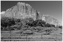Fruita orchard and cliffs in summer. Capitol Reef National Park ( black and white)