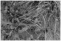 Close-up of ground with flowers, grasses and cactus. Capitol Reef National Park, Utah, USA. (black and white)