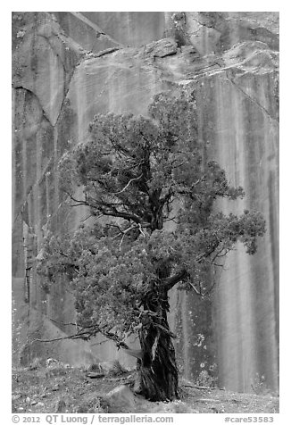 Tree and rock wall, Grand Wash. Capitol Reef National Park (black and white)
