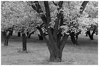 Historic Mulford Orchard, late summer. Capitol Reef National Park ( black and white)